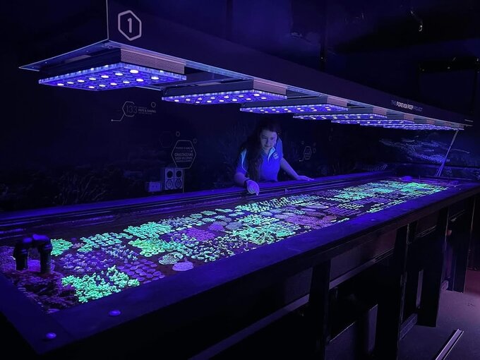 The Forever Reef Project