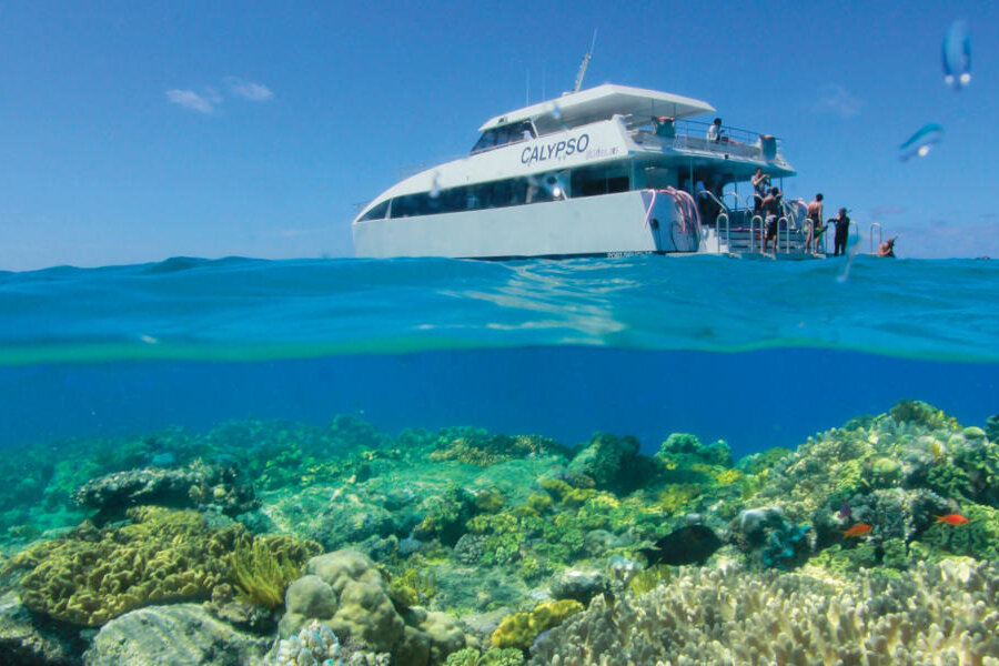 Calypso Reef Charters Snorkelling