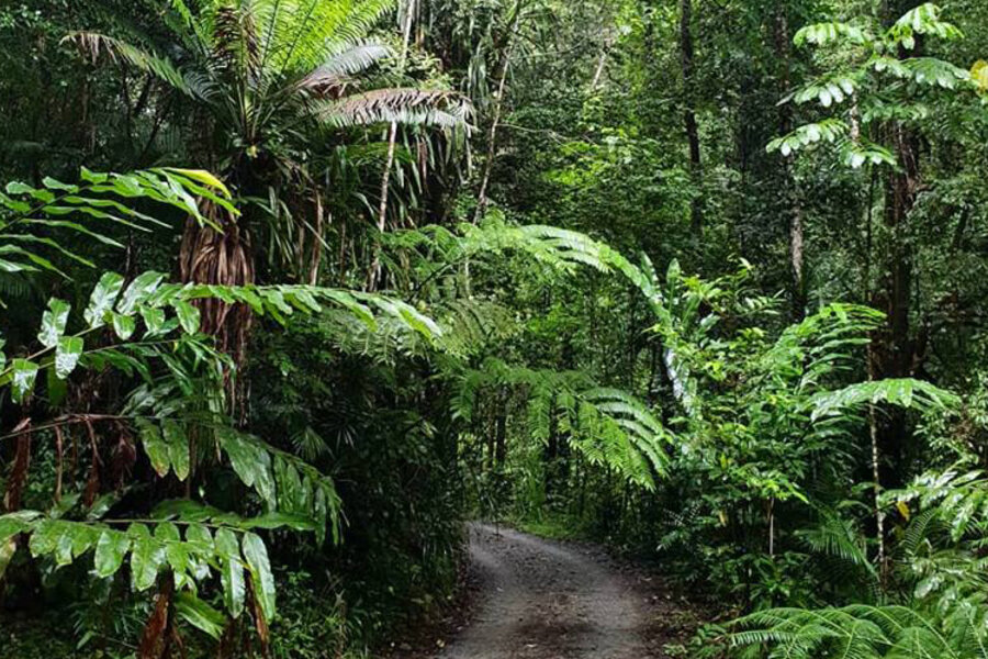 Rainforest donation helps grow Daintree relationship