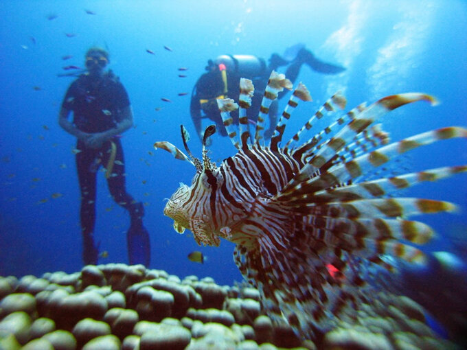 Blue Dive Port Douglas