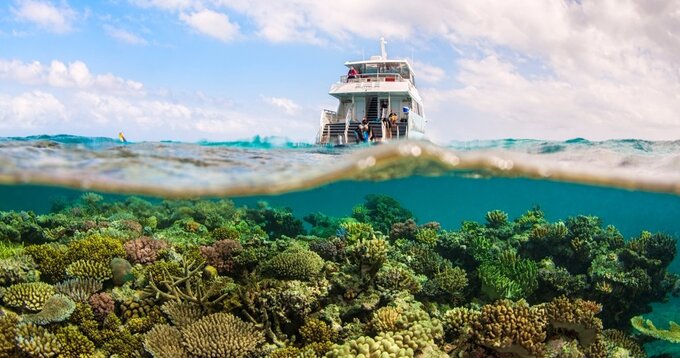 Wavelength Reef Snorkel Trips Port Douglas