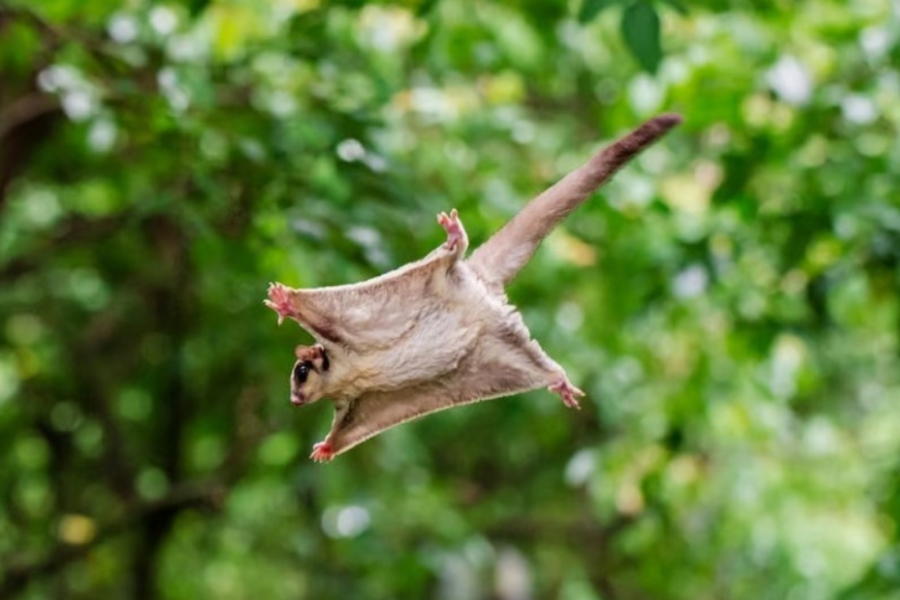 THE ELUSIVE CREATURES OF THE DAINTREE