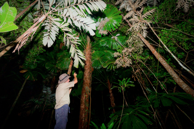Daintree-Night-Walk