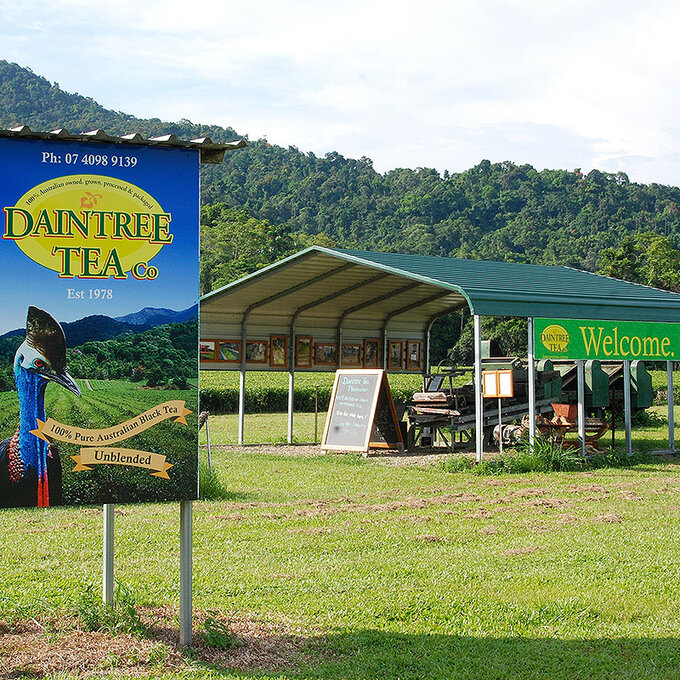 Daintree Tea
