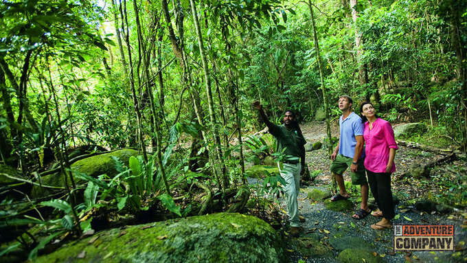 Billy Tea Safari Daintree Cape Tribulation and Bloomfield