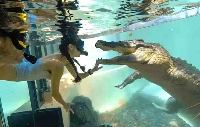 Wildlife Habitat Swim with the Salties