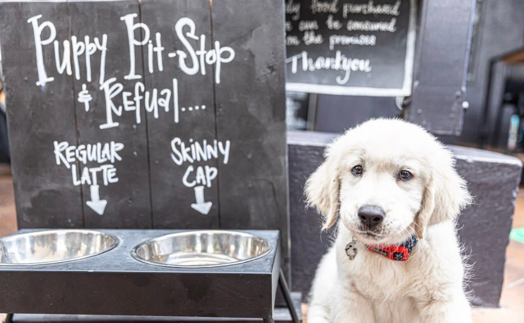 Cafes to take hot sale dogs near me