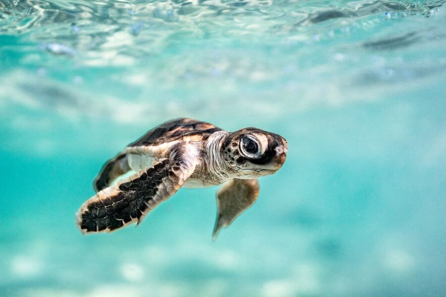 The ultimate local sight: reef turtles