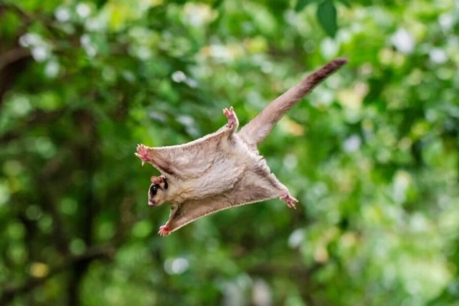Sugar glider soaring through a lush green forest with limbs outstretched, body forming a parachute shape, conveying agility and freedom