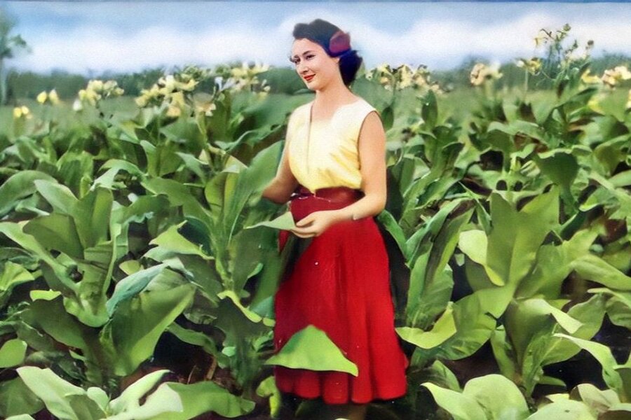 Tobacco growing, Mareeba