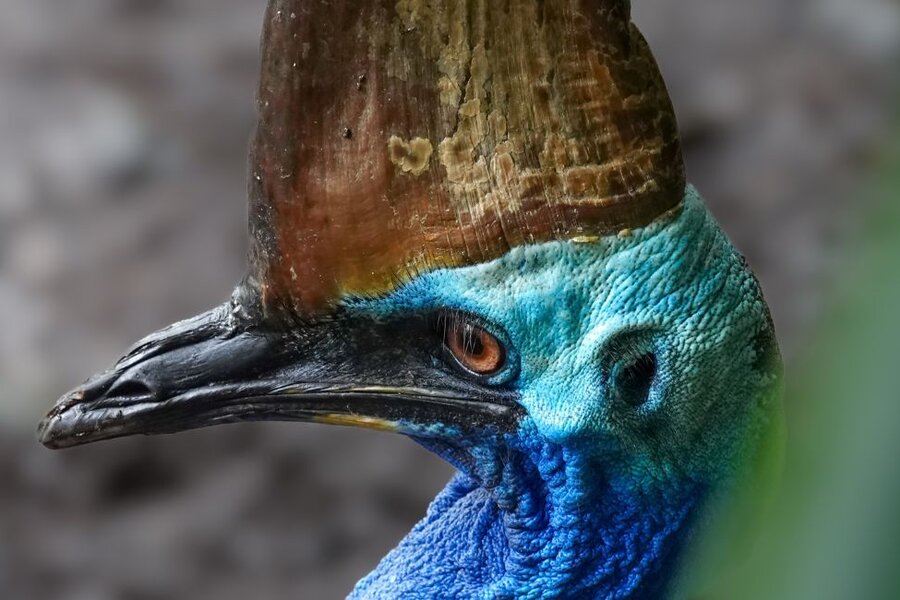 The Southern Cassowary